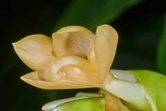 Goeppertia macrosepala