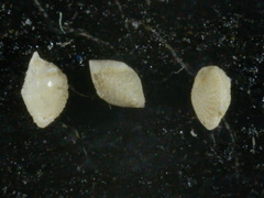 Elphidium