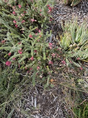 Magnoliopsida