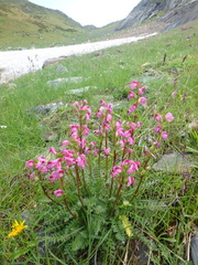 Pedicularis nordmanniana