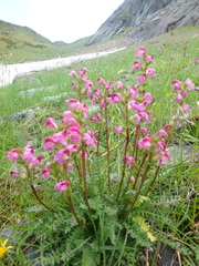 Pedicularis nordmanniana