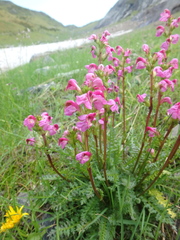 Pedicularis nordmanniana