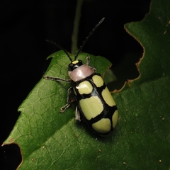 Omophoita octoguttata