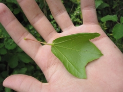 Acer obtusifolium