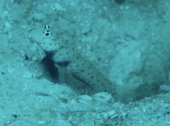 Amblyeleotris guttata