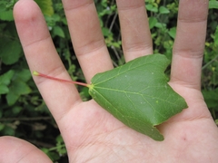 Acer obtusifolium