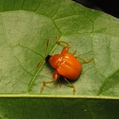 Clinolabus buqueti