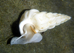 Opalia montereyensis