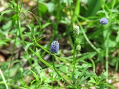 Eryngium baldwinii