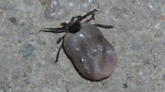 Ixodes ricinus