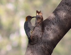 Melanerpes aurifrons
