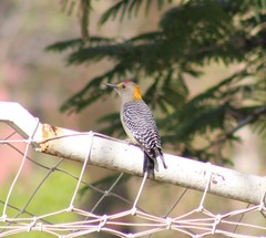 Melanerpes aurifrons