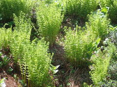 Athyrium distentifolium
