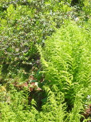 Athyrium distentifolium