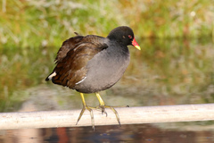 Gallinula chloropus