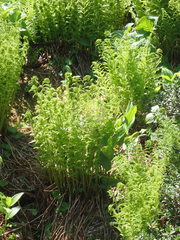 Athyrium distentifolium