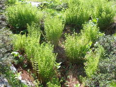 Athyrium distentifolium