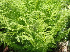 Athyrium distentifolium