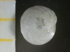 Amphistegina lobifera