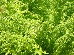 Athyrium distentifolium