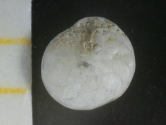Amphistegina lobifera