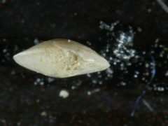 Amphistegina lobifera