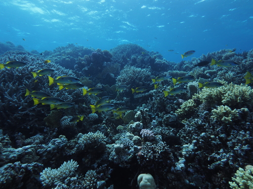 Ehrenberg's Snapper — seen at this dive site