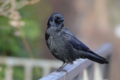 Corvus corone