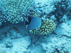 Chaetodon larvatus