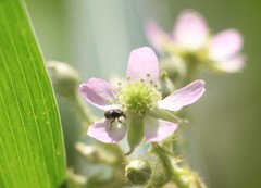 Rubus urticifolius