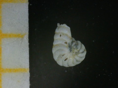 Peneroplis