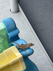 Anolis sagrei
