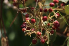 Rubus urticifolius