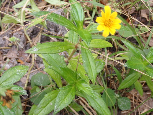 Sphagneticola trilobata image