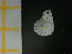 Peneroplis