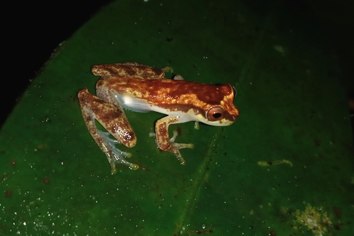 Haddad's Tree Frog, Dendropsophus haddadi