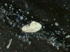 Peneroplis