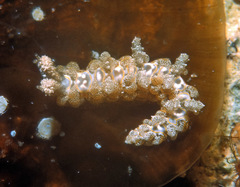 Limenandra rosanae