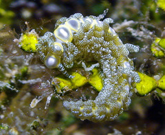 Limenandra rosanae