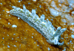 Limenandra rosanae