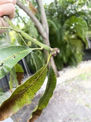 Mangifera indica