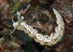 Limenandra rosanae