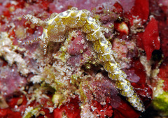 Limenandra rosanae