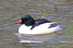 Mergus merganser