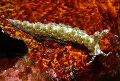 Limenandra rosanae