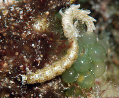 Limenandra rosanae