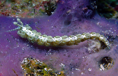 Limenandra rosanae