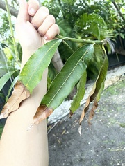 Mangifera indica