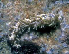 Limenandra rosanae