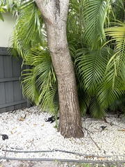 Mangifera indica